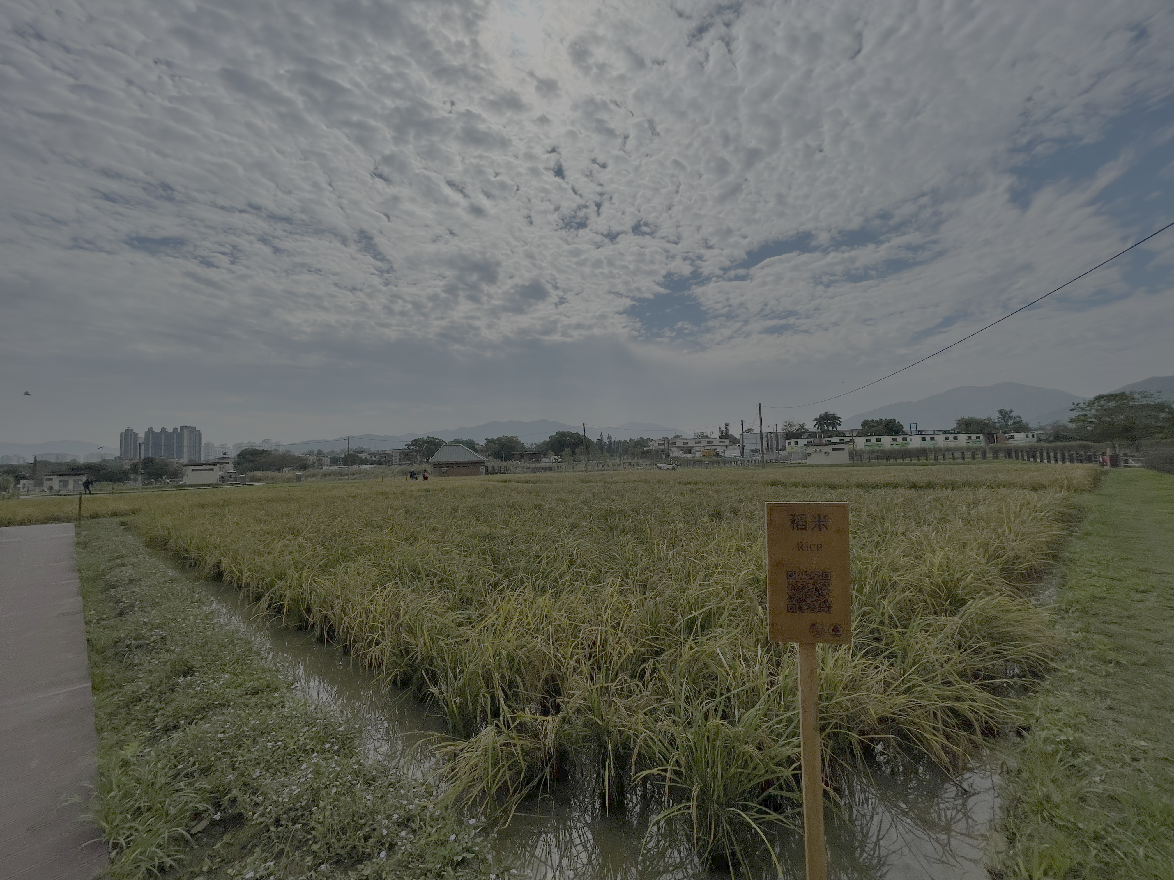 塱原鳥類